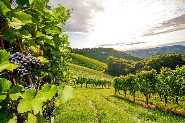 A vineyard with many grapes in the foreground.