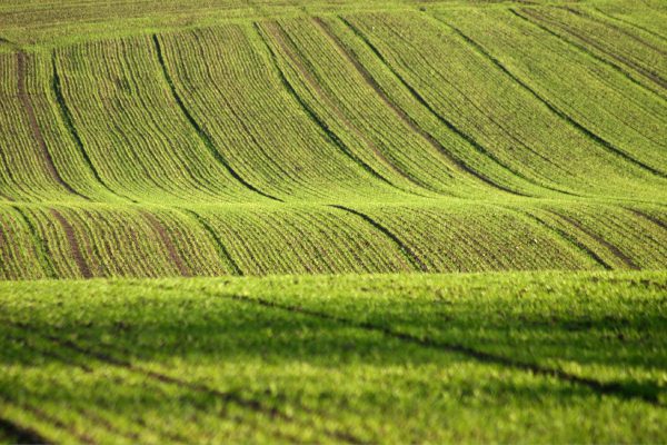 A green field with many lines in the middle of it