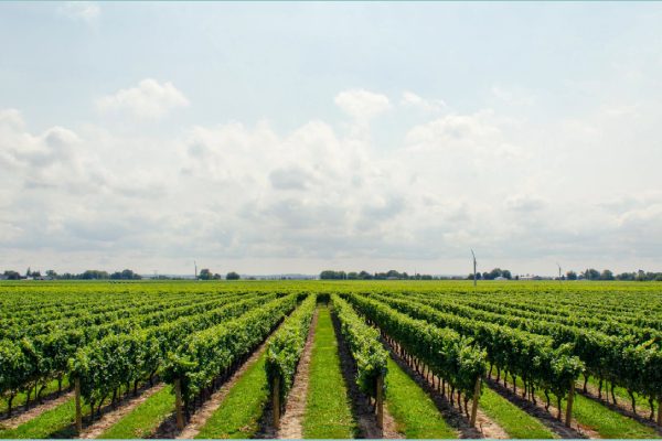 A field with many rows of green vines.